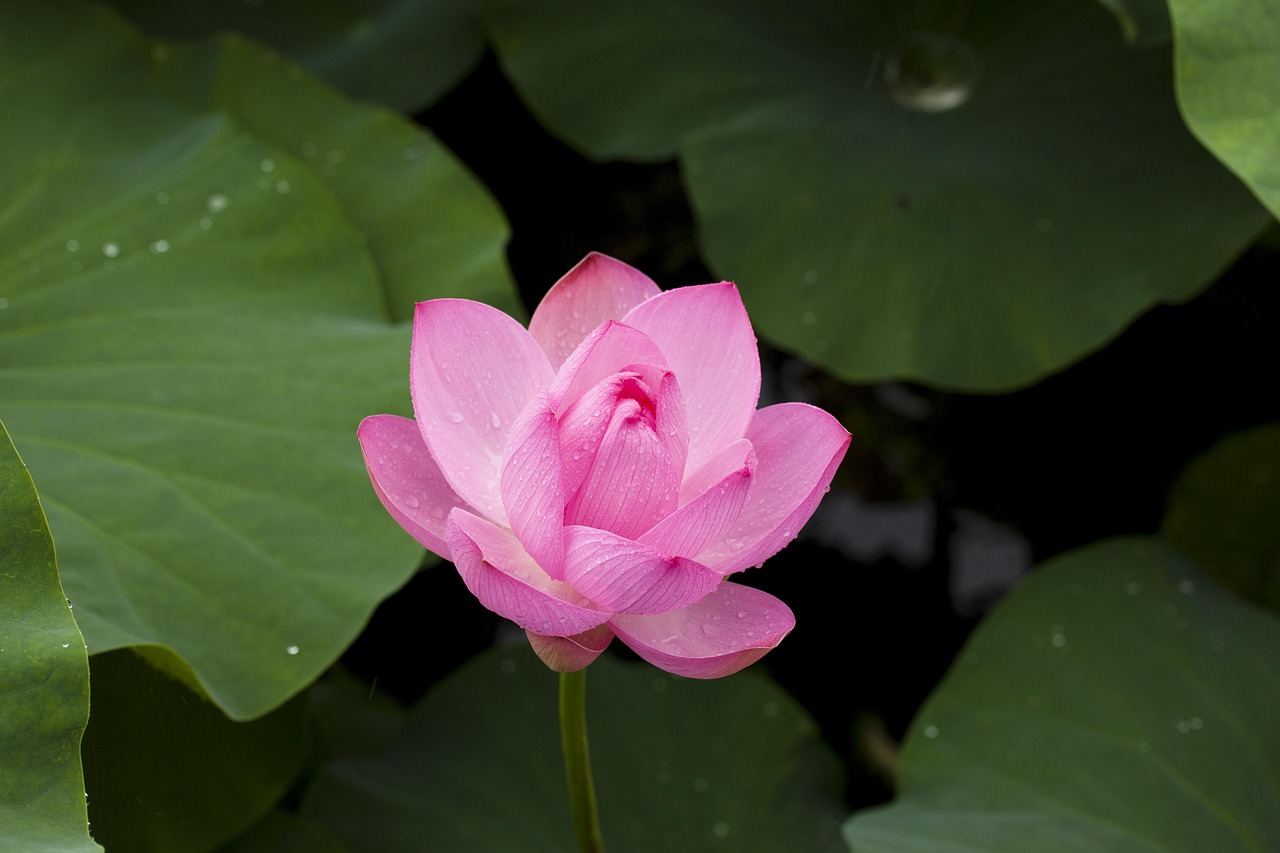 What is Lotus App Download India 2027: Step-by-Step Guide for India (2026)